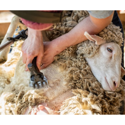 Lama de tuns oi din otel inoxidabil 13 dinti + 4 dinti, tip drept MX 881