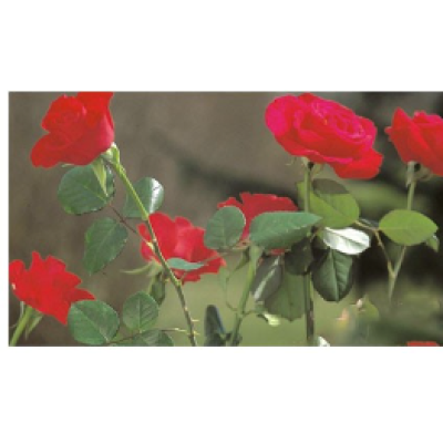 Foarfeca multifunctionala trandafiri animale caini oi