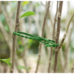 Set 30 coliere verzi din plastic pentru prindere plante gradina