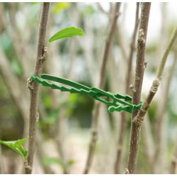 Set 30 coliere verzi din plastic pentru prindere plante gradina