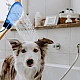 Dus tip manusa pentru animale Dus tip manusa pentru animale