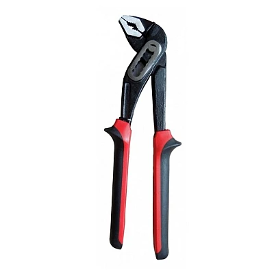 Cleste tip papagal 12 Cleste tip papagal 12