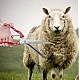 Foarfeca multifunctionala trandafiri animale caini oi Foarfeca multifunctionala trandafiri animale caini oi