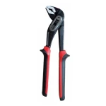 Cleste tip papagal 12