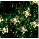 Instalatie 1500-11 Solara 50 LED - FLUTURI Crystal, ALB CALD 5m
